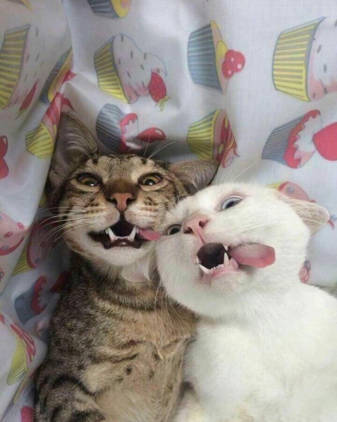 Pet Image