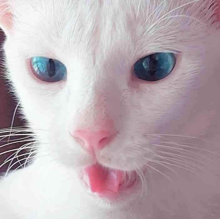 Pet Image